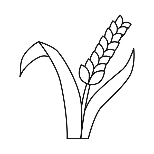 Απεικόνιση διανύσματος σιταριού και πράσινου συμβόλου. Σύνολο του συμβόλου του σίτου και της γεωργικής μετοχής για το Web. — Διανυσματικό Αρχείο