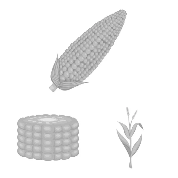 Vektor ilustrasi pertanian dan ikon gizi. Set dari pertanian dan sayuran saham simbol untuk web . - Stok Vektor