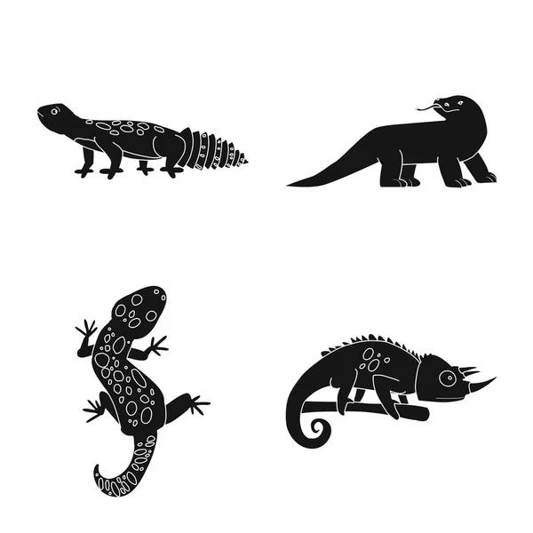 Conception vectorielle du zoo et symbole de l'environnement. Ensemble d'icône vectorielle zoo et reptile pour stock . — Image vectorielle