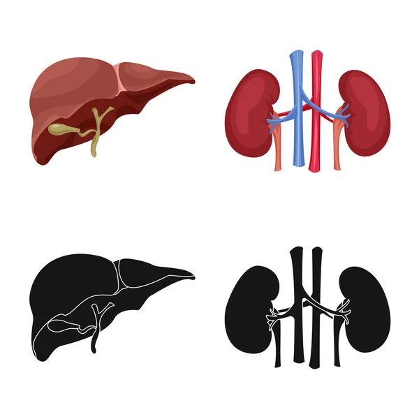 Objeto aislado del cuerpo y del icono humano. Conjunto de ilustración de vectores de cuerpo y stock médico . — Vector de stock