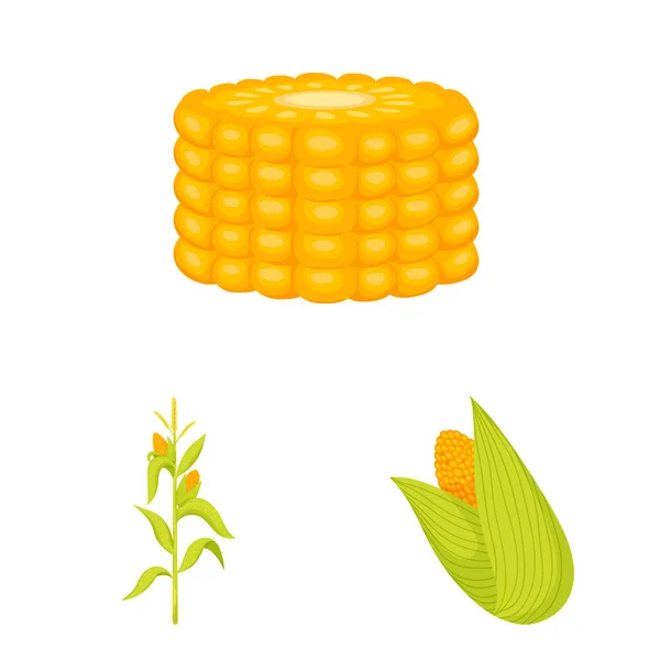 Ilustración vectorial de maíz y signo alimenticio. Conjunto de maíz e icono de vector de cultivo para stock . — Vector de stock