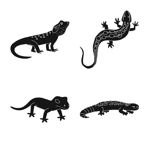 Vectores de stock de Iguana para colorear, ilustraciones