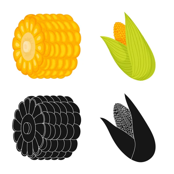 Design vettoriale del campo di grano e logo vegetale. Raccolta di icone vettoriali di mais e vegetariani per magazzino . — Vettoriale Stock