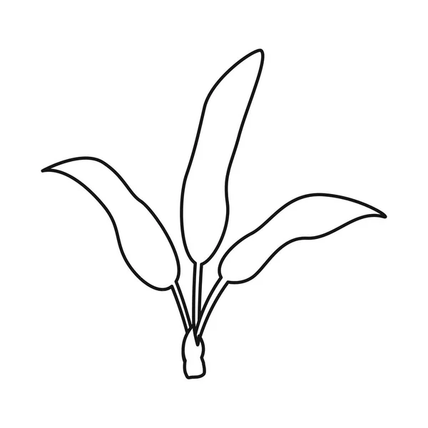 Ilustracja wektorowa palmy i logo kokosowego. Kolekcja symboli dłoni i liści dla stron internetowych. — Wektor stockowy