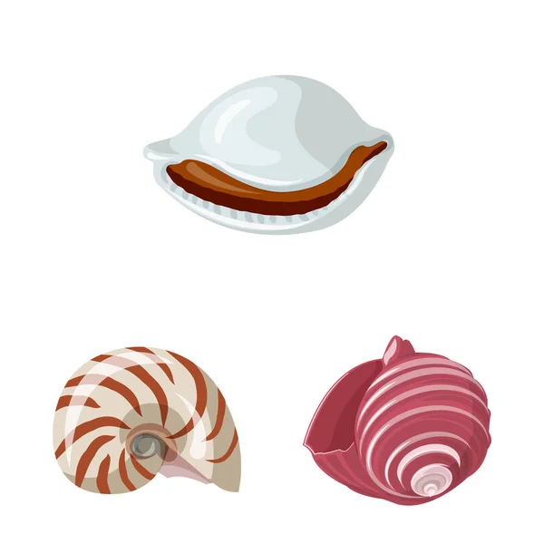 Isolerade objekt av seashell och mollusk-ikonen. Samling av seashell och skaldjur vektor ikonen för lager. — Stock vektor