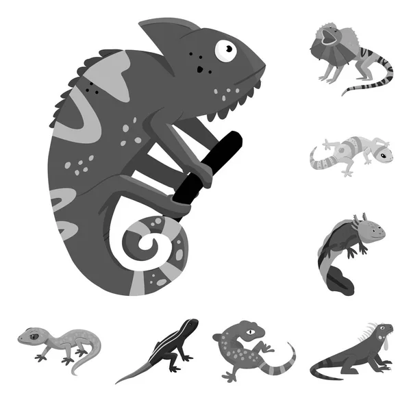 Vektor-Design von wilden und exotischen Symbolen. Sammlung von Vektorillustrationen für Wildtiere und Fauna. — Stockvektor