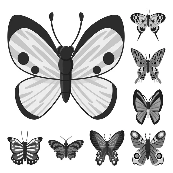 Isolierte Objekt der Fliege und Insektensymbol. Sammlung von Fliegen- und botanischen Aktiensymbolen für das Web. — Stockvektor