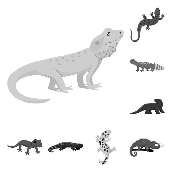 Ilustração vetorial do ícone selvagem e exótico. Coleção de símbolos de estoque selvagem e fauna de web . — Vetor de Stock