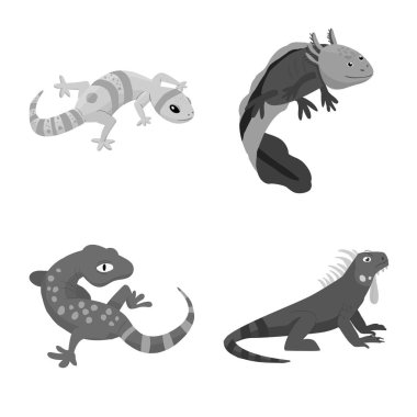 Vahşi ve egzotik logosu izole nesne. Vahşi ve fauna stok vektör illüstrasyon seti.