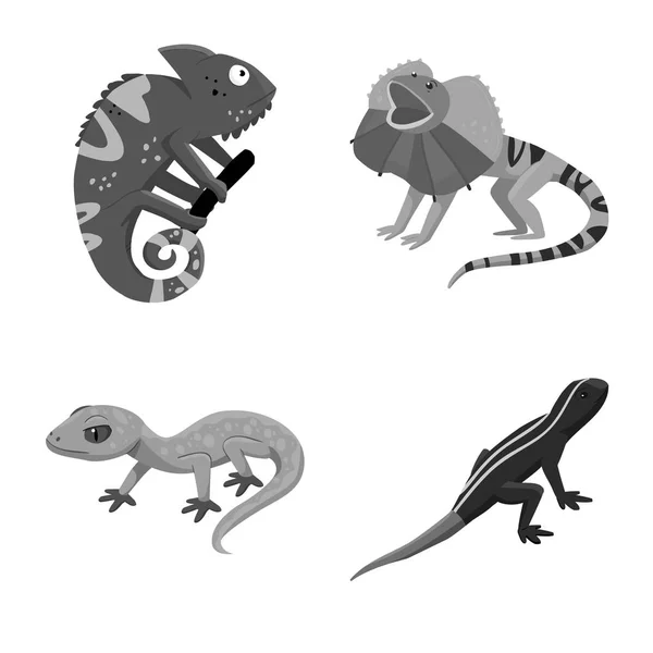 Design vetorial de ícone selvagem e exótico. Coleção de animais selvagens e fauna ilustração vetorial . — Vetor de Stock