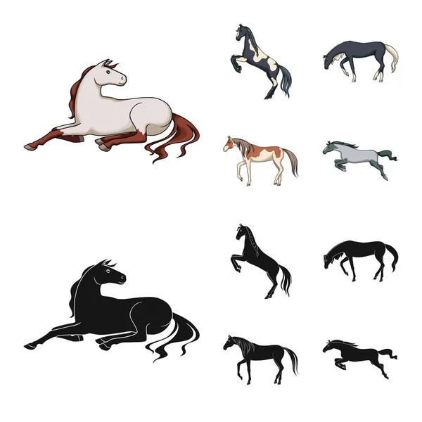 Objeto isolado de raça e ícone equestre. Conjunto de raça e égua símbolo de estoque para web . —  Vetores de Stock