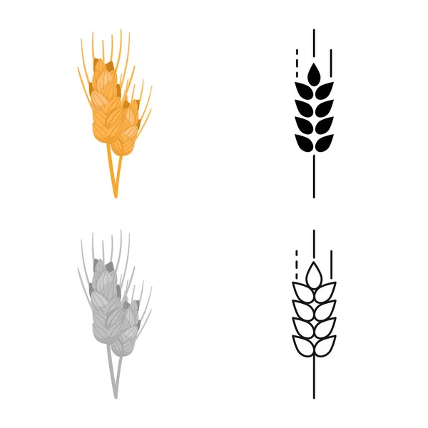 Ilustração vetorial do símbolo da orelha e do trigo. Coleção de ícone de vetor de orelha e comida para estoque . — Vetor de Stock