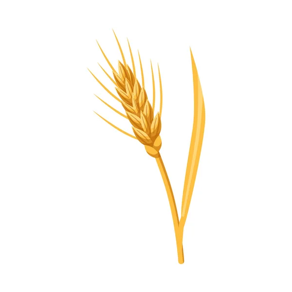 Diseño vectorial de cebada y gavilla símbolo. Conjunto de cebada e icono de vector de cultivo para stock . — Vector de stock
