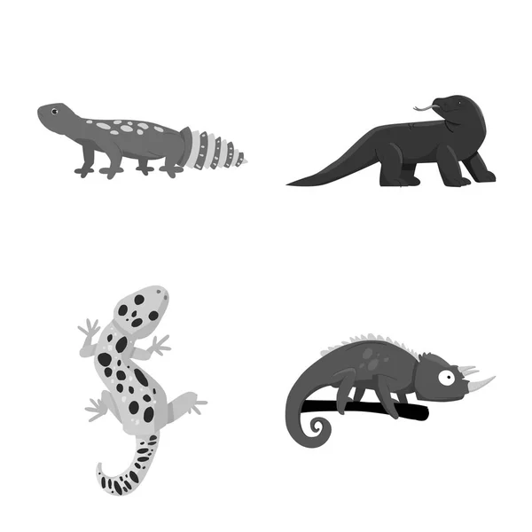 Diseño vectorial de logo salvaje y exótico. Conjunto de salvaje y fauna vector icono para stock . — Archivo Imágenes Vectoriales