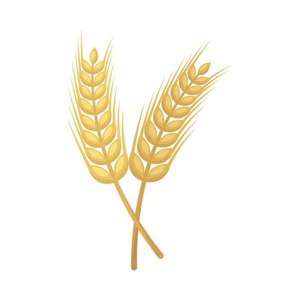 Izolowany obiekt ikony pszenicy i łodyży. Zestaw ilustracji wektorowych pszenicy i złota. — Wektor stockowy