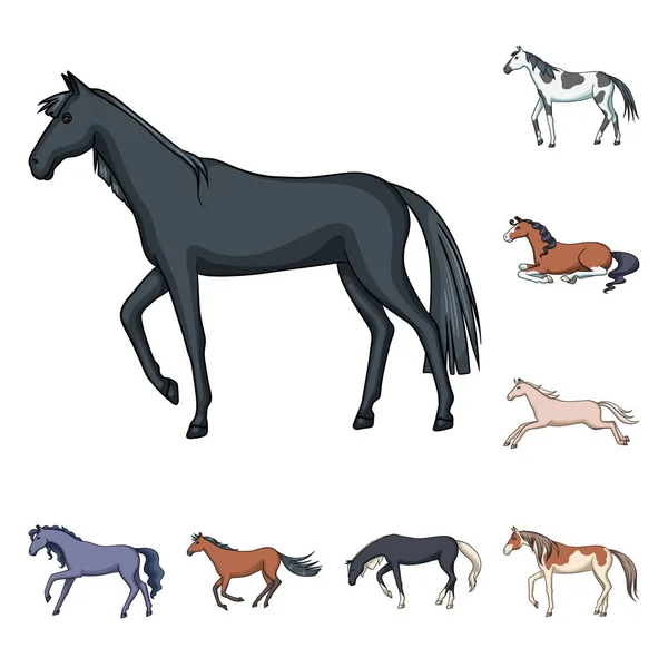 Objet isolé du logo animal et étalon. Ensemble d'icône vectorielle animale et agricole pour le stock . — Image vectorielle