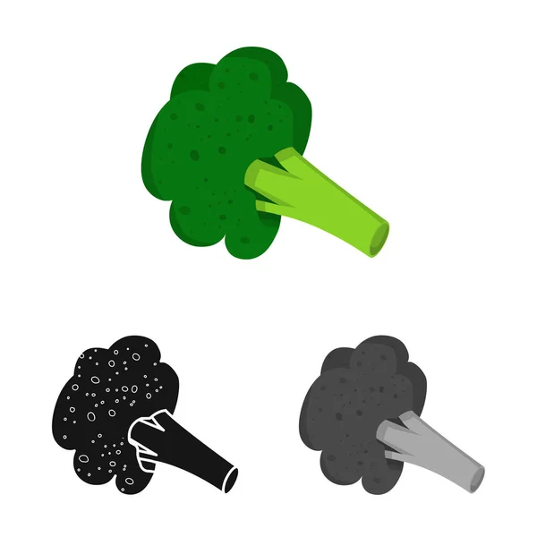 Vector design of broccoli and vegetable symbol. Collection of broccoli and cauliflower stock vector illustration. — 스톡 벡터