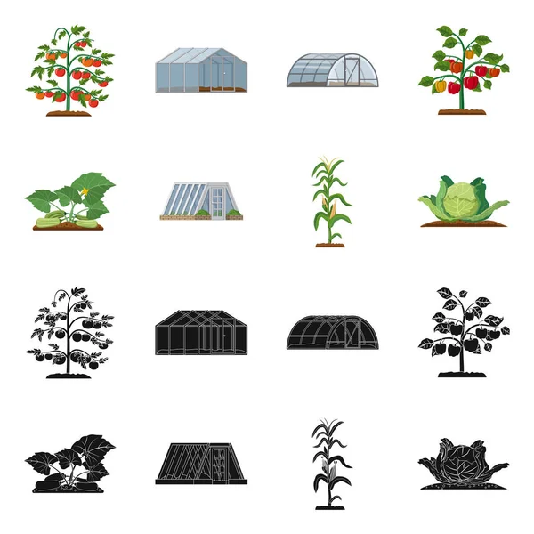 温室和植物符号的孤立对象。网站的温室和花园股票符号收集. — 图库矢量图片