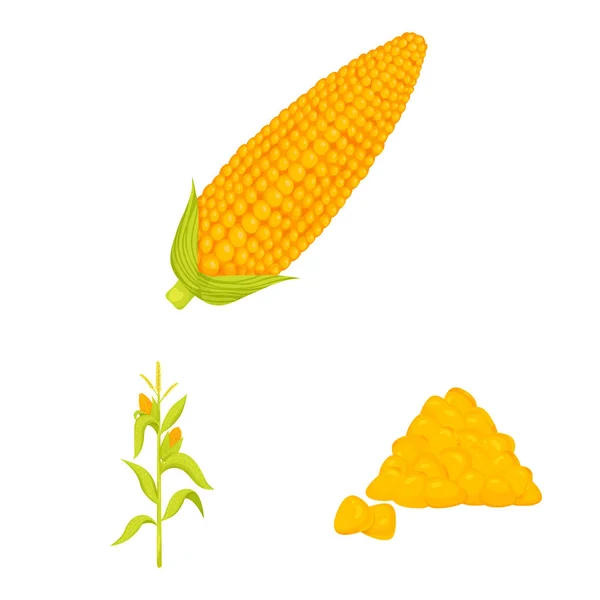 Ilustración vectorial del maíz y el icono de los alimentos. Colección de maíz e icono de vector de cultivo para stock . — Vector de stock