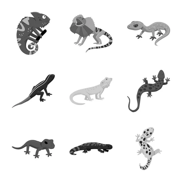 Vector illustration of wild and exotic icon. Collection of wild and fauna stock symbol for web. — Stock Vector