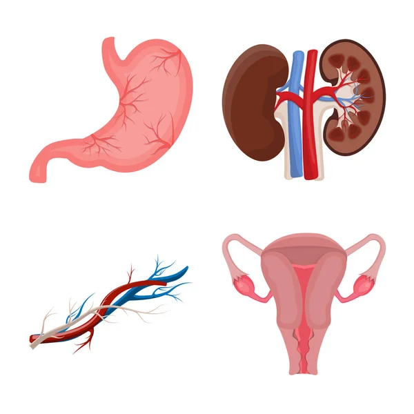 Illustrazione vettoriale del corpo e del simbolo umano. Set di icone del corpo e del vettore medico per stock . — Vettoriale Stock