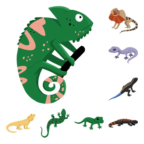 동물과 파충류 아이콘의 벡터 디자인입니다. 웹 동물과 자연 주식 기호의 컬렉션. — 스톡 벡터