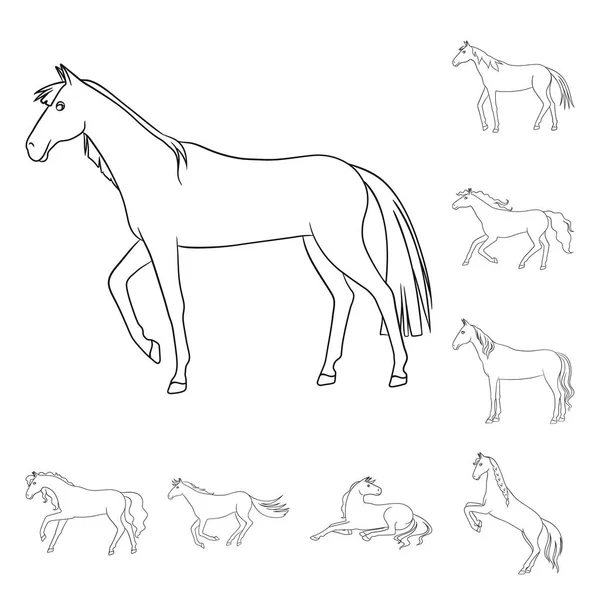 Vector illustration of stallion and galloping icon. Set of stallion and riding stock symbol for web. — 스톡 벡터