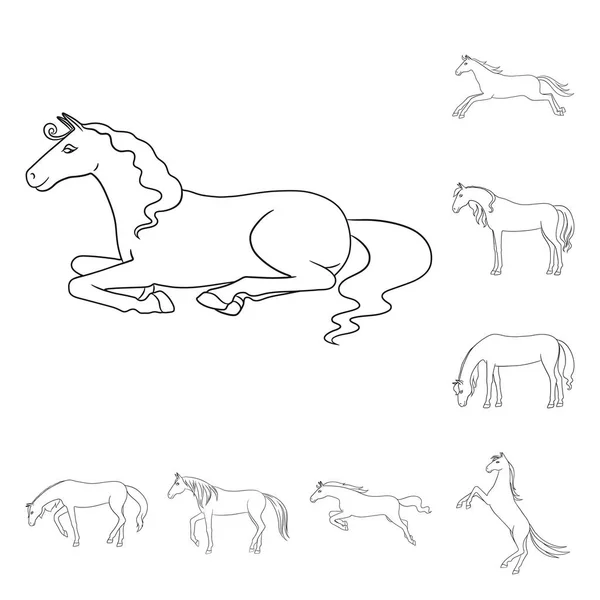 Isolated object of stallion and galloping logo. Set of stallion and riding vector icon for stock. — Stock Vector