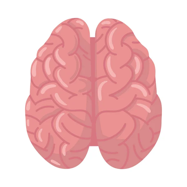 Diseño vectorial de cerebro e ícono hemisférico. Gráfico de cerebro y giroscopio stock vector ilustración . — Archivo Imágenes Vectoriales