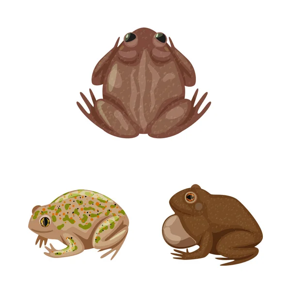 Ilustración vectorial del logotipo de la rana y el anuran. Conjunto de ilustración de vectores de ranas y animales . — Vector de stock