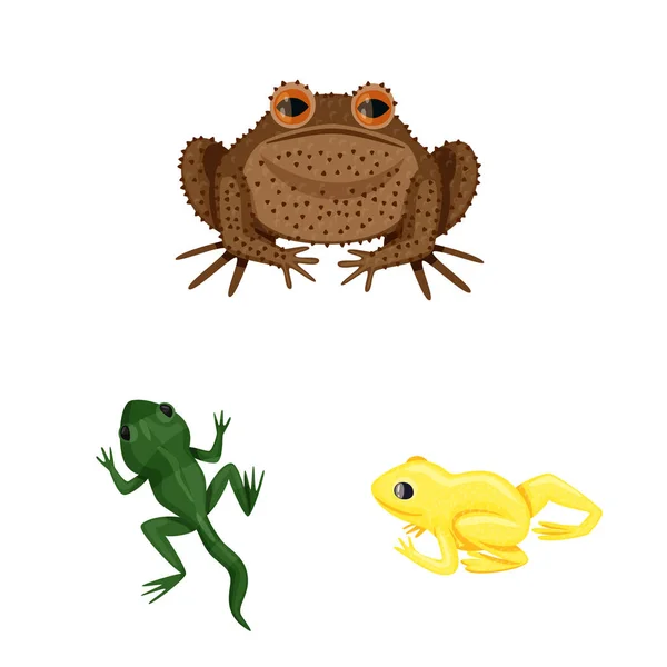 Isoliertes Objekt aus Frosch und Anuran-Zeichen. Sammlung von Frosch und tierischem Aktiensymbol für das Web. — Stockvektor