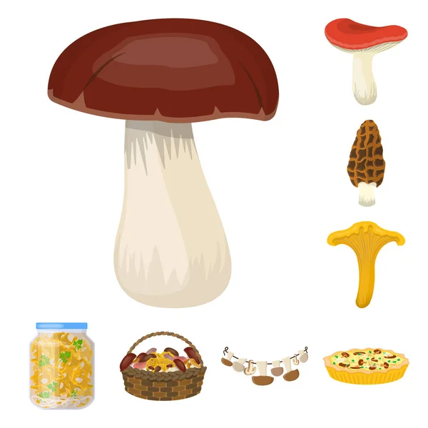 Векторная иллюстрация гриба и пищевой иконки. Коллекция грибов и свежий векторный значок для запаса . — стоковый вектор