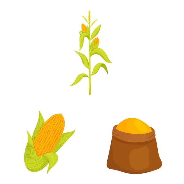 Diseño vectorial de maíz y letrero alimenticio. Colección de maíz e icono de vector de cultivo para stock . — Vector de stock