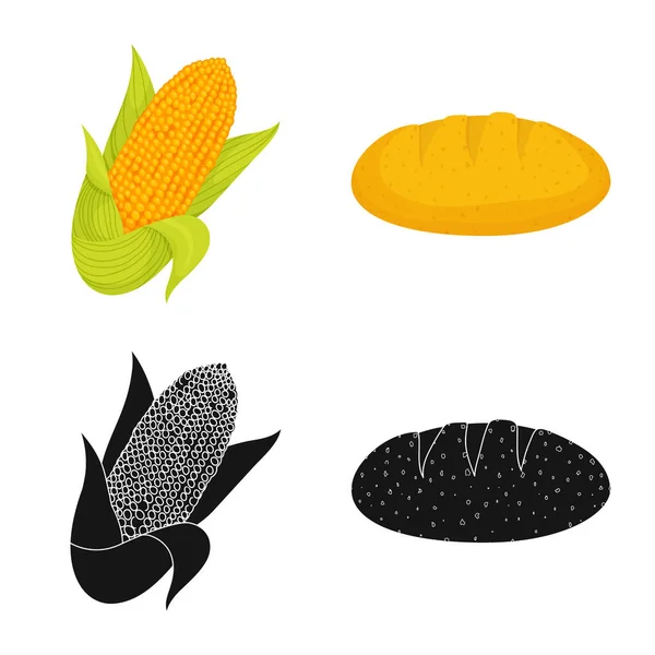 Objet isolé du champ de maïs et le symbole des légumes. Ensemble d'illustration vectorielle de champ de maïs et de bouillon végétarien . — Image vectorielle