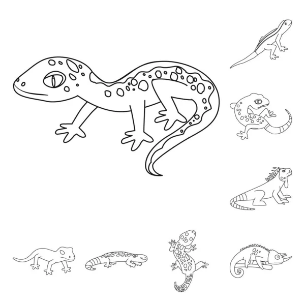 Vektorillustration von Tierwelt und Naturlogo. Sammlung von Wildtieren und exotischen Bestandsvektoren. — Stockvektor