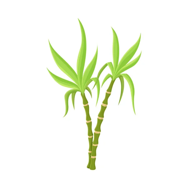 Ilustração vetorial do logotipo vegetal e do açúcar. Gráfico da ilustração vetorial vegetal e de cana-de-açúcar . —  Vetores de Stock