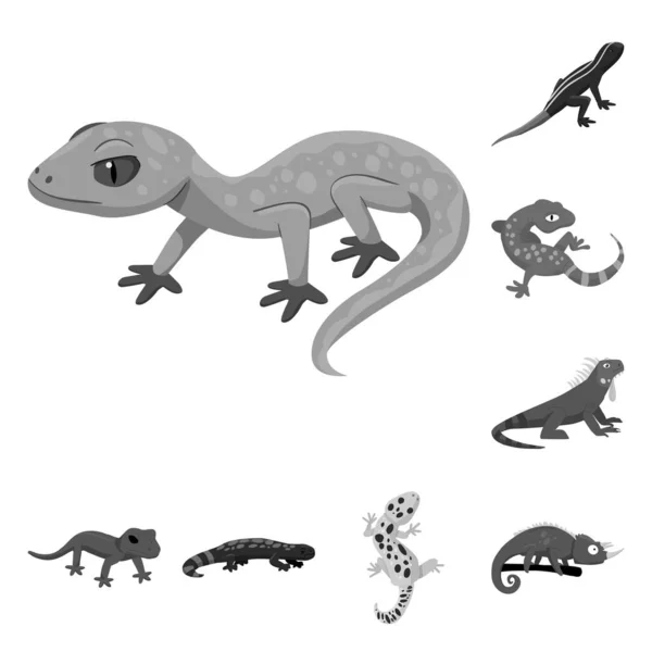 Ilustração vetorial do ícone selvagem e exótico. Coleção de animais selvagens e fauna ilustração vetorial . — Vetor de Stock