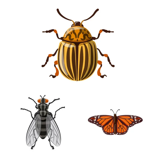 Isoliertes Insekten- und Fliegensymbol. Insekten- und Elementaktivvektorillustration. — Stockvektor