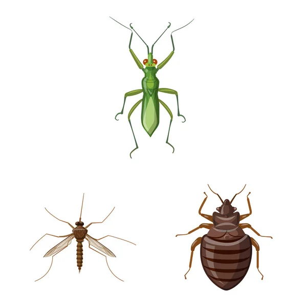 Illustration vectorielle de l'icône insecte et mouche. Collecte d'insectes et d'éléments illustration vectorielle de stock . — Image vectorielle