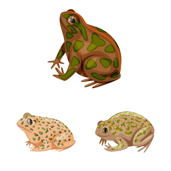 개구리와 아누란 기호의 벡터 그림입니다. 주식 개구리와 동물 벡터 아이콘의 컬렉션. — 스톡 벡터