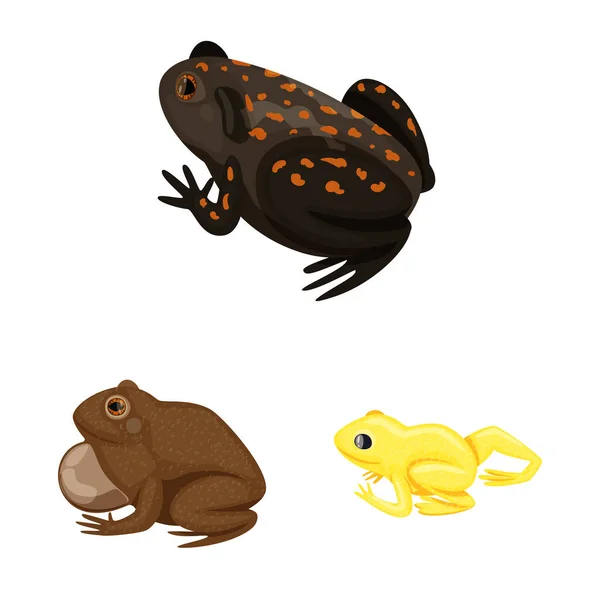 青蛙和阿努兰标志的矢量设计。青蛙和动物种群向量的集合例证. — 图库矢量图片
