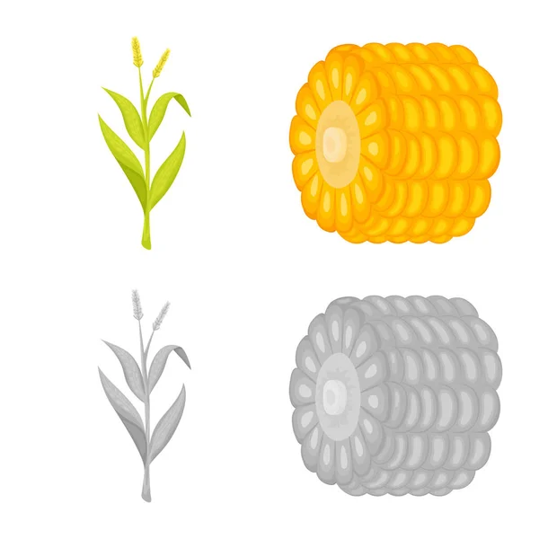 Oggetto isolato di campo di grano e icona vegetale. Raccolta di icone vettoriali di mais e vegetariani per magazzino . — Vettoriale Stock