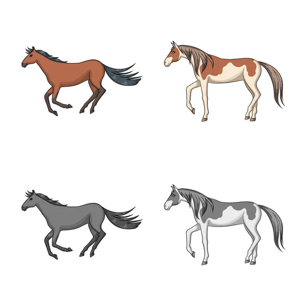 Objeto isolado de raça e ícone equestre. Conjunto de raça e égua símbolo de estoque para web . —  Vetores de Stock