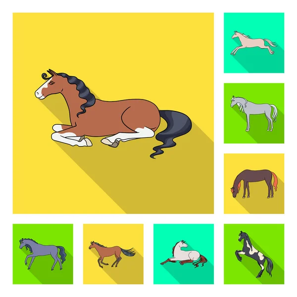 Vector ontwerp van RAS en Paardensport teken. Collectie van RAS en merrie Stock vector illustratie. — Stockvector