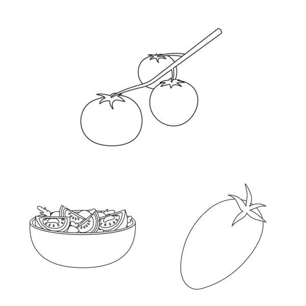 Ilustración vectorial del tomate y el icono de la dieta. Conjunto de tomate y símbolo de stock de agricultura para web . — Vector de stock