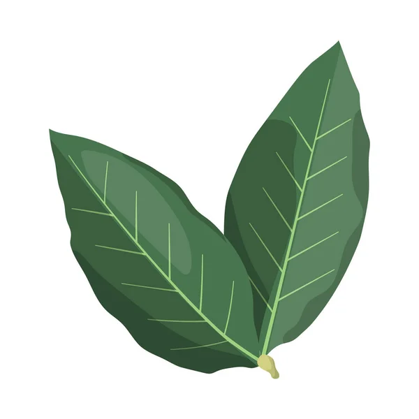 Ilustración vectorial de hoja y símbolo verde. Elemento web de la ilustración de vectores de hojas y té . — Archivo Imágenes Vectoriales