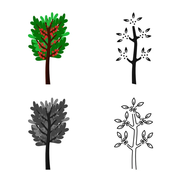 Diseño vectorial del icono del árbol y el café. Conjunto de árbol y planta vector de la ilustración . — Archivo Imágenes Vectoriales