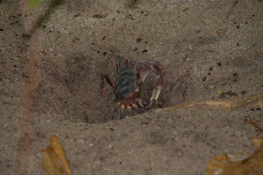  Maldivler, Kuredu Island, unutulmaz tatil