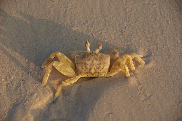 Мальдивы, остров Куреду, незабываемый отдых
