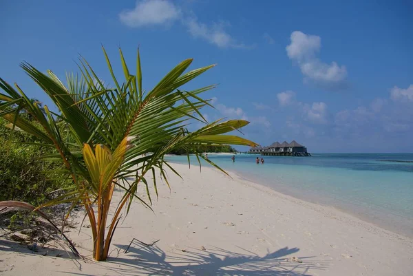 Maldiverna Kuredu Island Oförglömlig Semester — Stockfoto